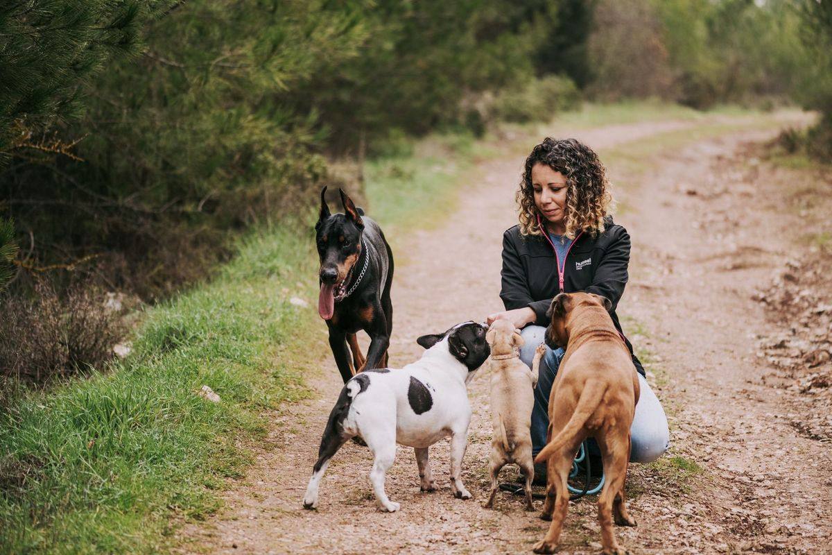 A dog walker crouching with several happy dogs on a path