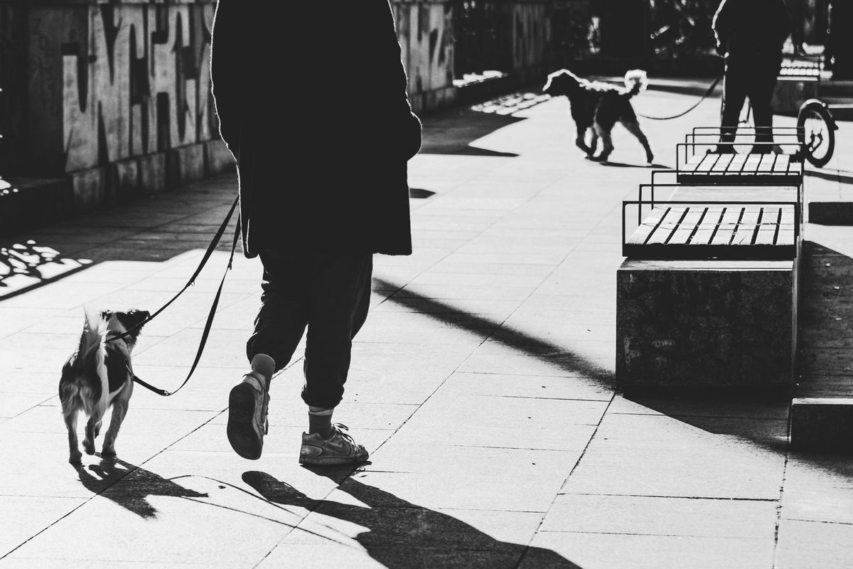 A person walking a dog along a path