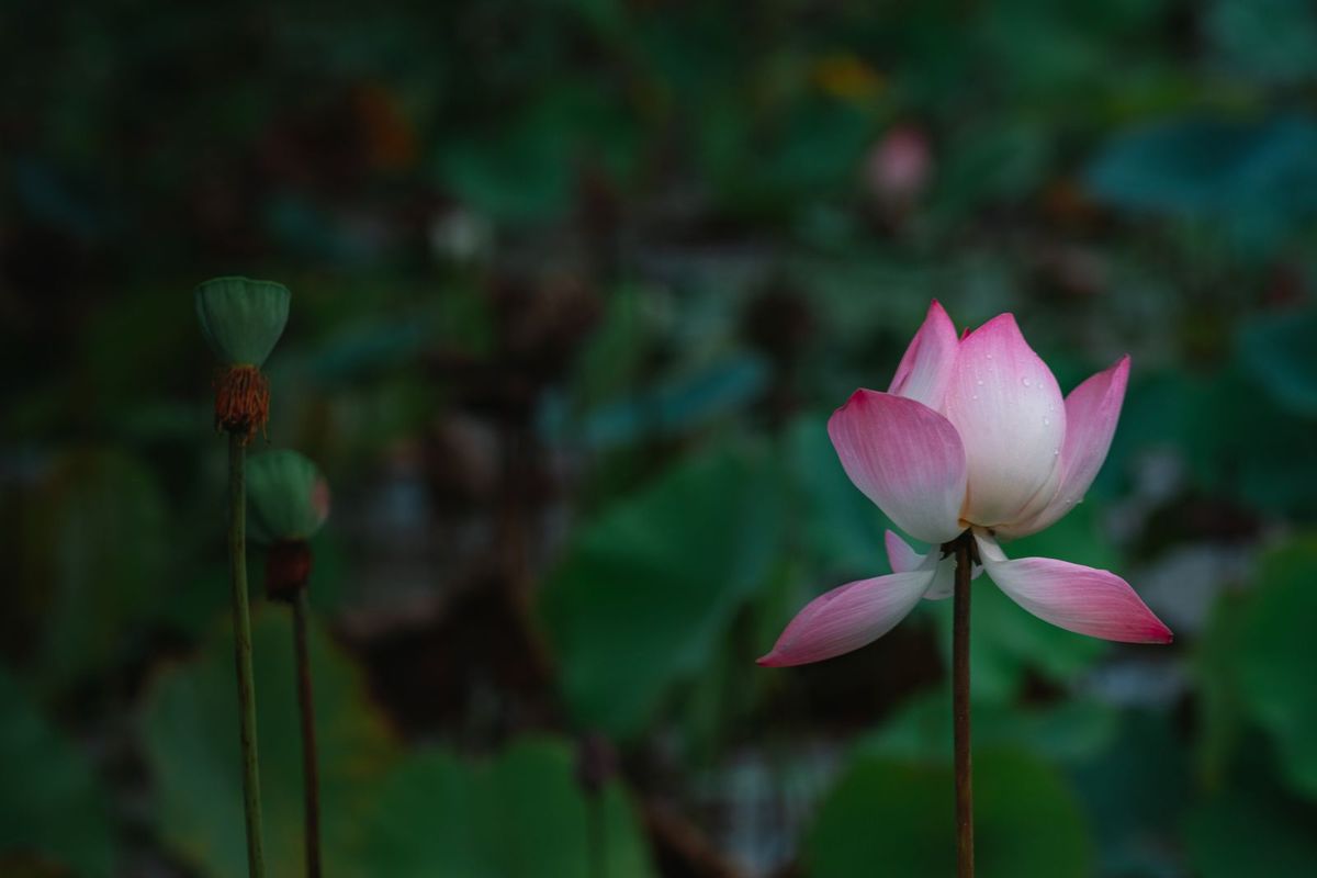 A single lotus flower on calm water