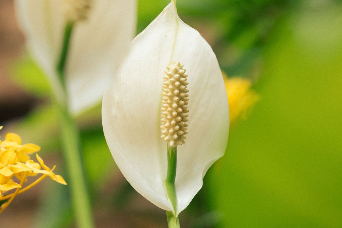 Soft white lily flowers