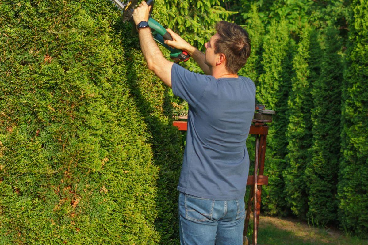 Gardener trimming a tall hedge with long-handled shears