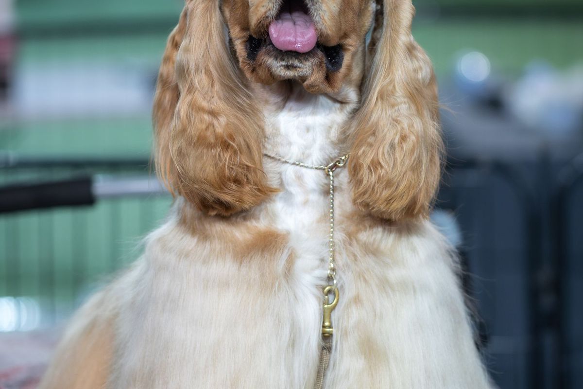 Happy freshly groomed cocker spaniel sitting on a grooming table