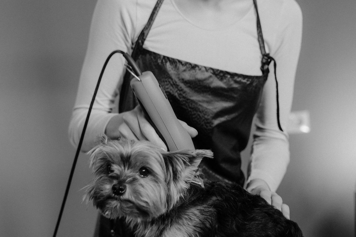 Groomer gently handling a small dog during grooming
