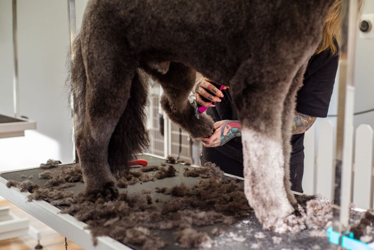 Groomer carefully clipping a dog's coat during a grooming session