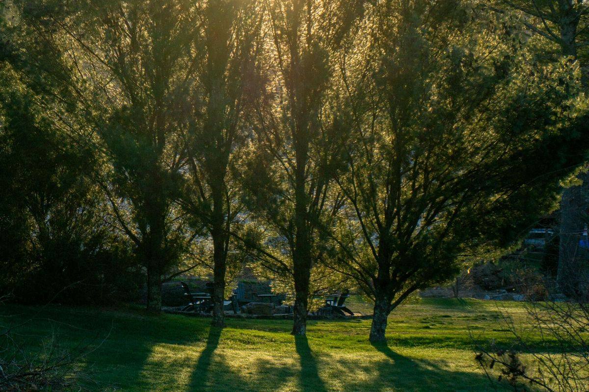 Healthy mature trees in a sunlit park
