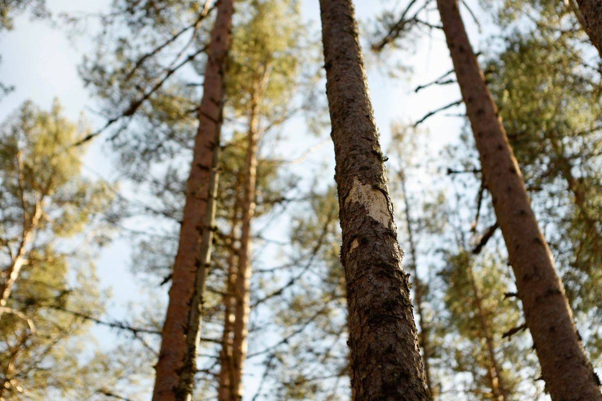Looking up at tall trees against the sky