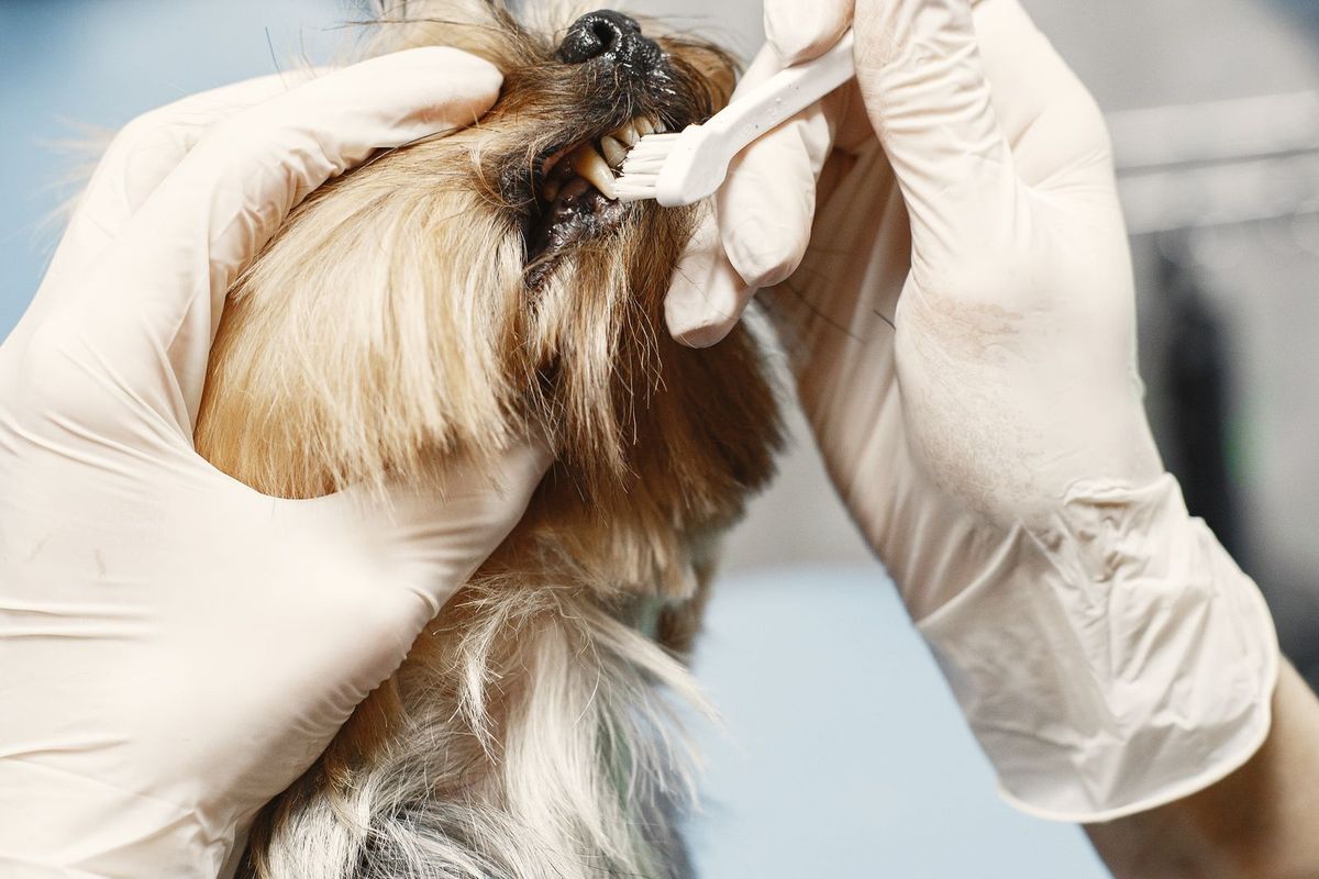 Vet carefully checking a dog during an examination