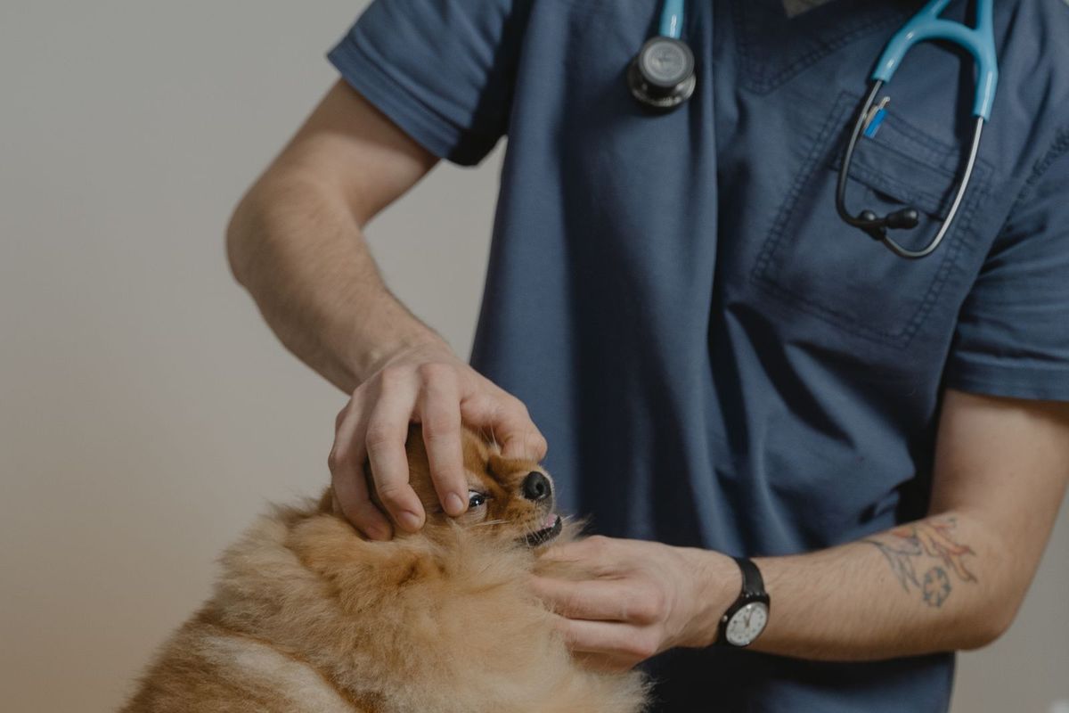 Veterinarian gently examining a dog on the consulting table