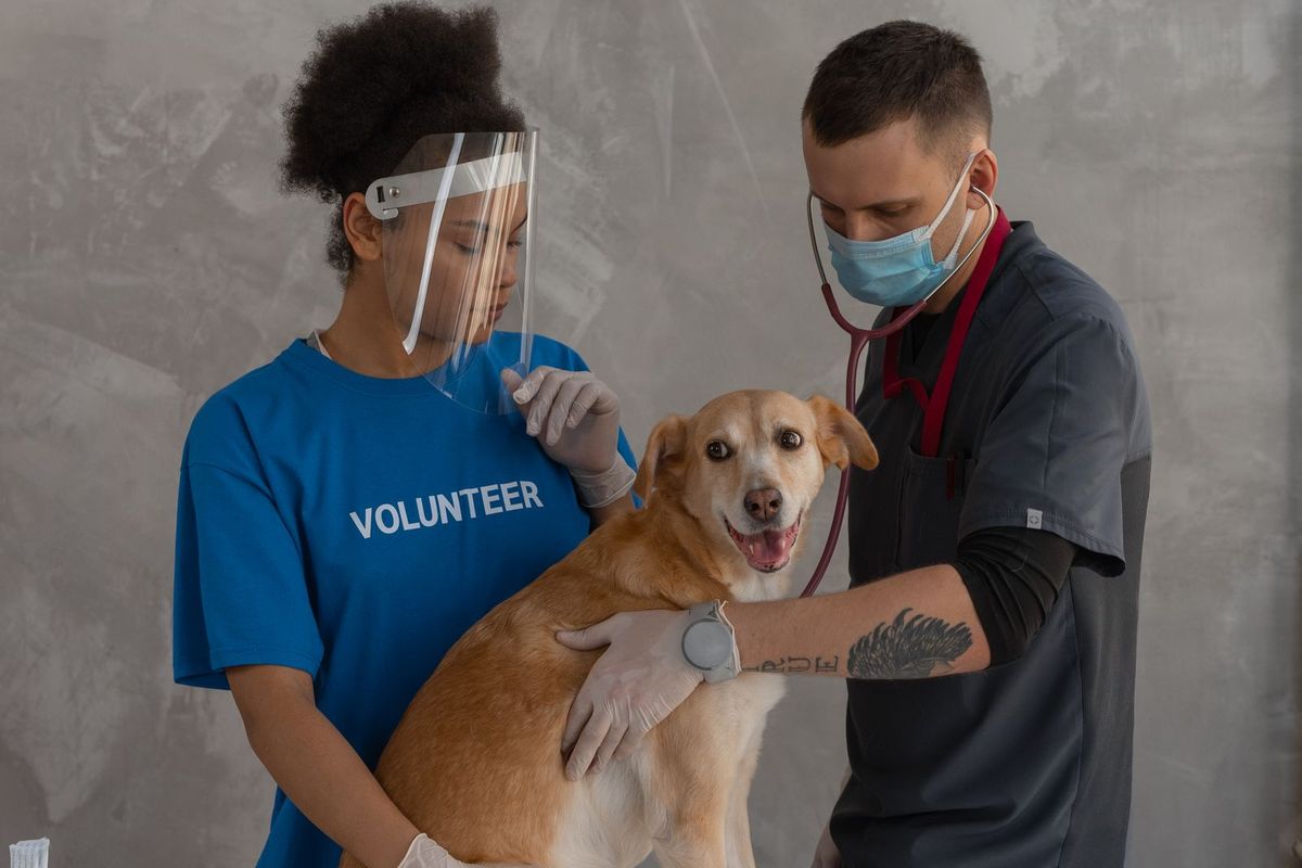Two veterinary staff caring for a dog on a treatment table